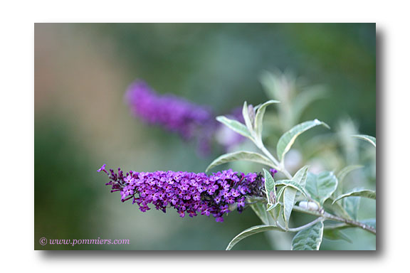 Buddleia