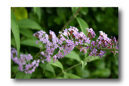 buddleia - clich&eacute; e.arbez