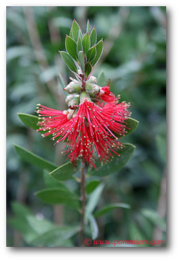 callistemon