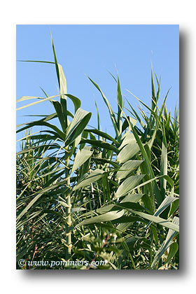 arundo