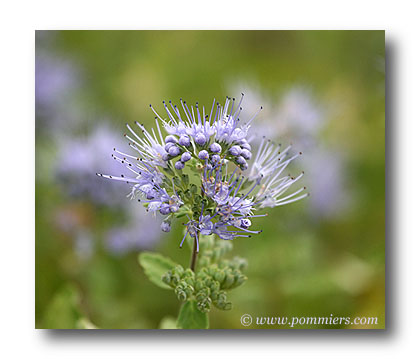 caryopteris clandonensis heavenly blue