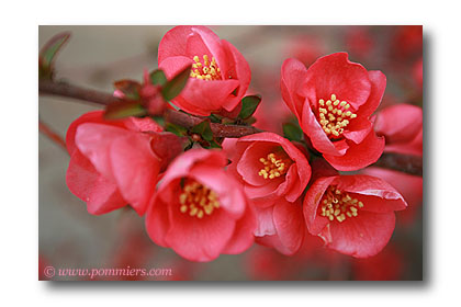 cognassier du japon en fleur