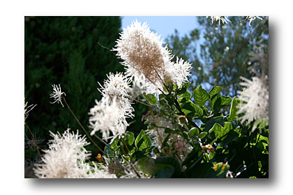 cotinus - cliché e.arbez