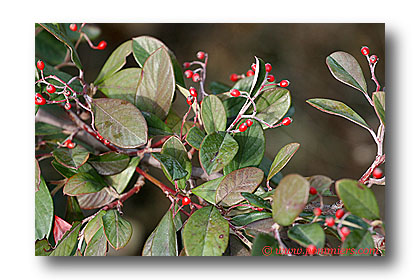 cotoneaster