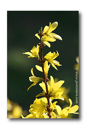 forsythia