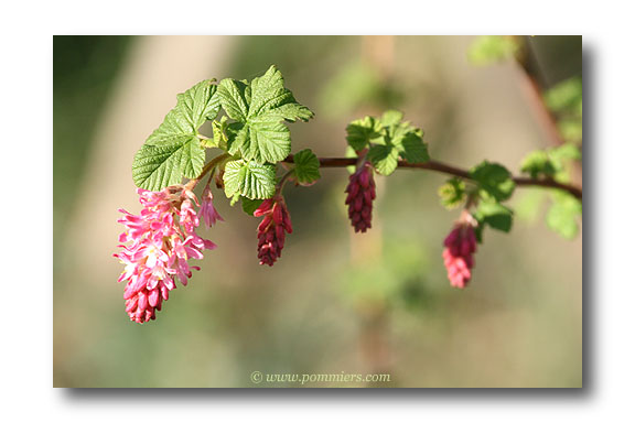 ribes