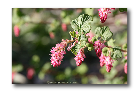 ribes