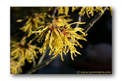 hamamelis
