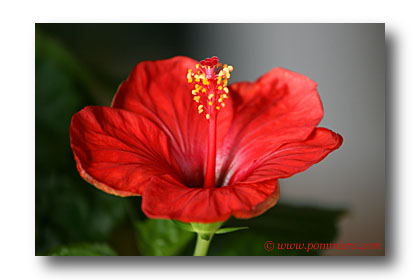 hibiscus