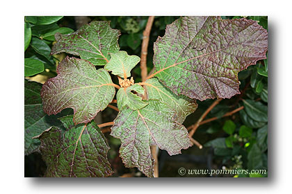 Hortensia quercifolia