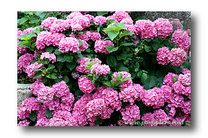 hydrangea ou hortensia