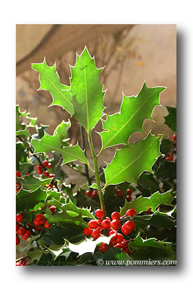 Feuille de houx (Ilex aquifolium), coupe transversale du limbe (x20)