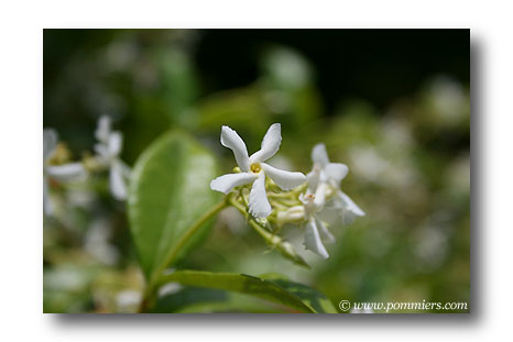 jasmin etoile - trachelospermum jasminoides