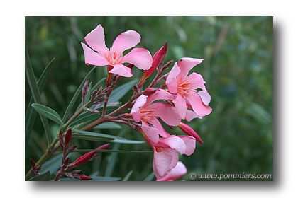 Laurier rose en fleur (nerium)