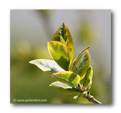 troene - ligustrum