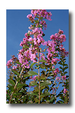 lagerstroemia ou lilas des indes