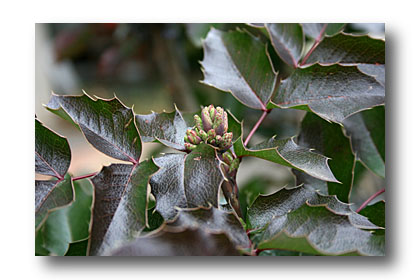 mahonia