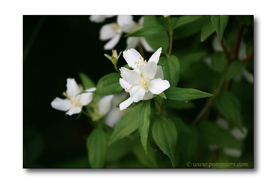 Philadelphus lemoinei