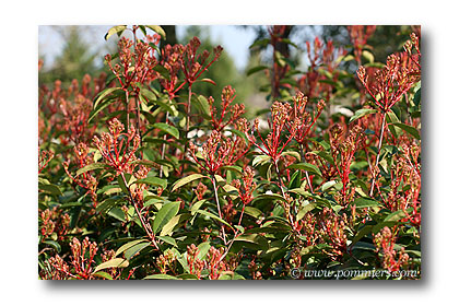 photinia red robin