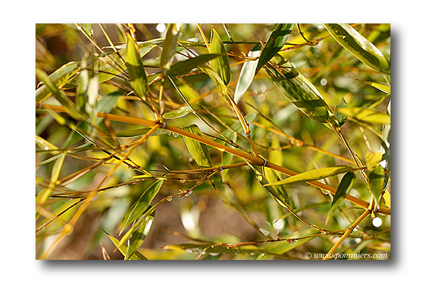 phyllostachys bissetti