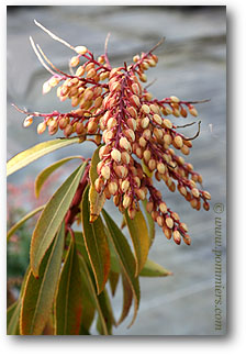 pieris