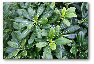 pittosporum