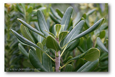 pittosporum