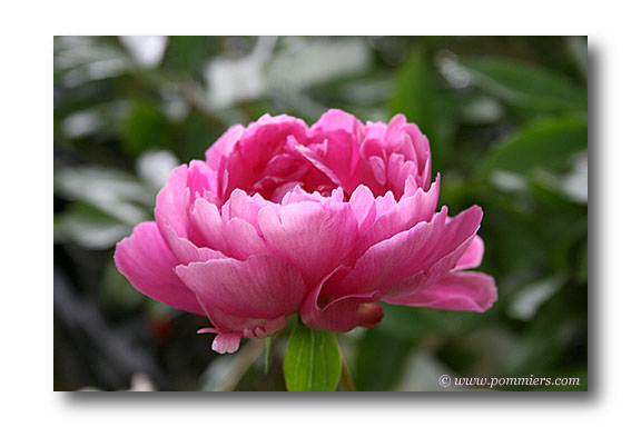 pivoine