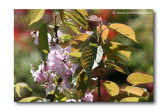 cerisier  fleurs