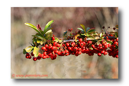 pyracantha