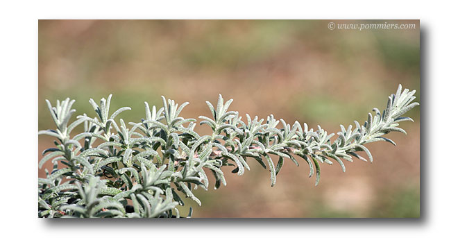 rosmarinus tomentosum