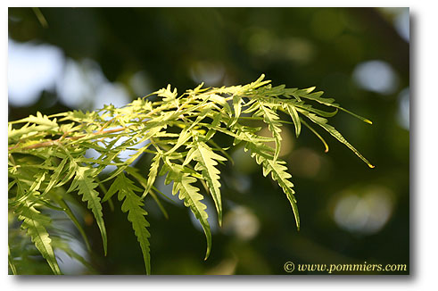 sumac de virginie