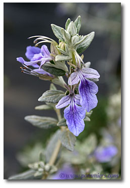 teucrium