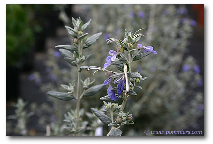 teucrium