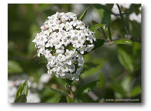 Viburnum carlocephalum