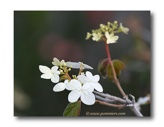 viburnum plicatum summer snowflake