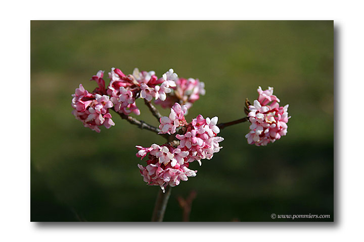 viburnum bodnantense