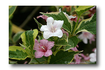 weigela florida variegata