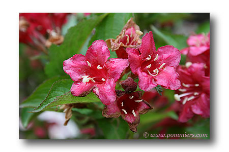 weigelia