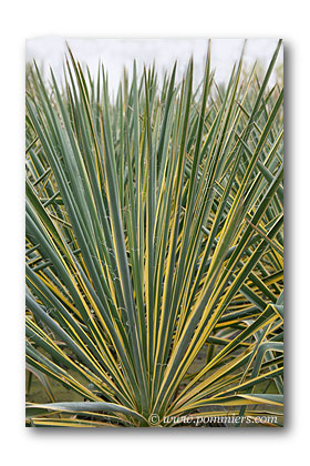 yucca