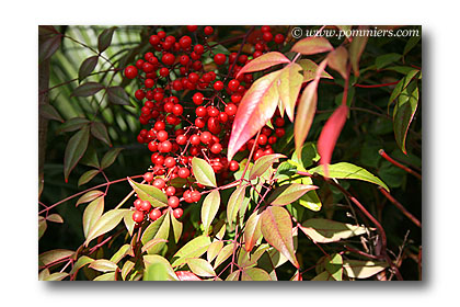 nandina domestica ou bambou sacre