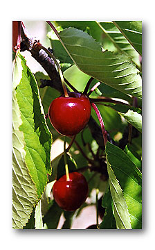 cerise