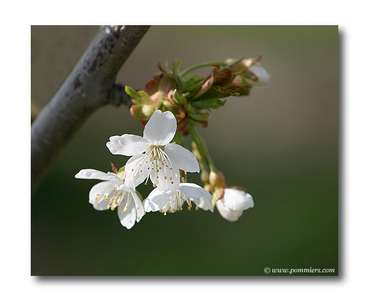 date de floraison ceriser