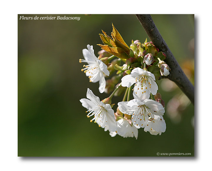 fleur cerisier badacsony