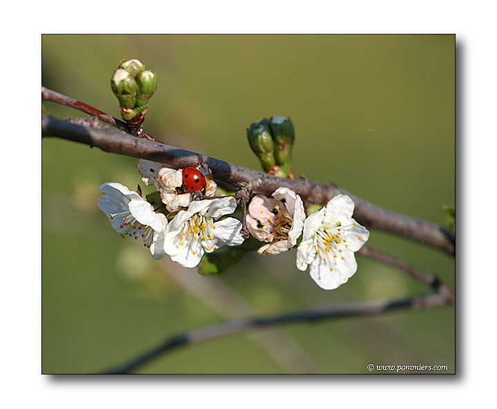 floraison du griottier de montmorency