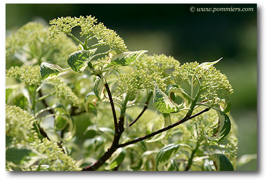 Cornus controversa variegata