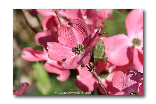 Cornus florida rubra