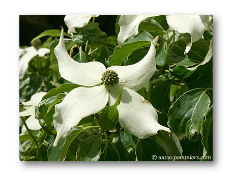 Cornus Norman hadden