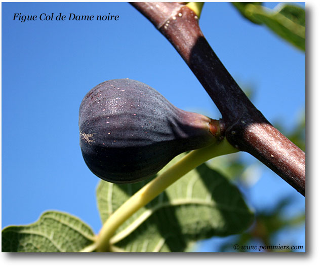 figue col de dame noire