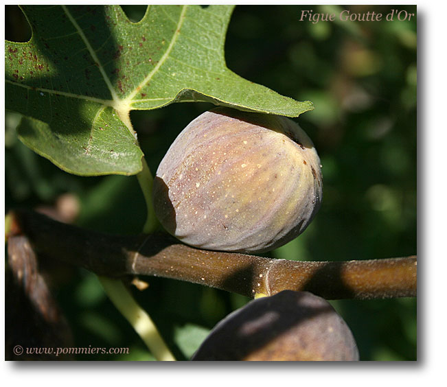 figue goutte d'or